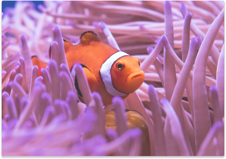 clown fish